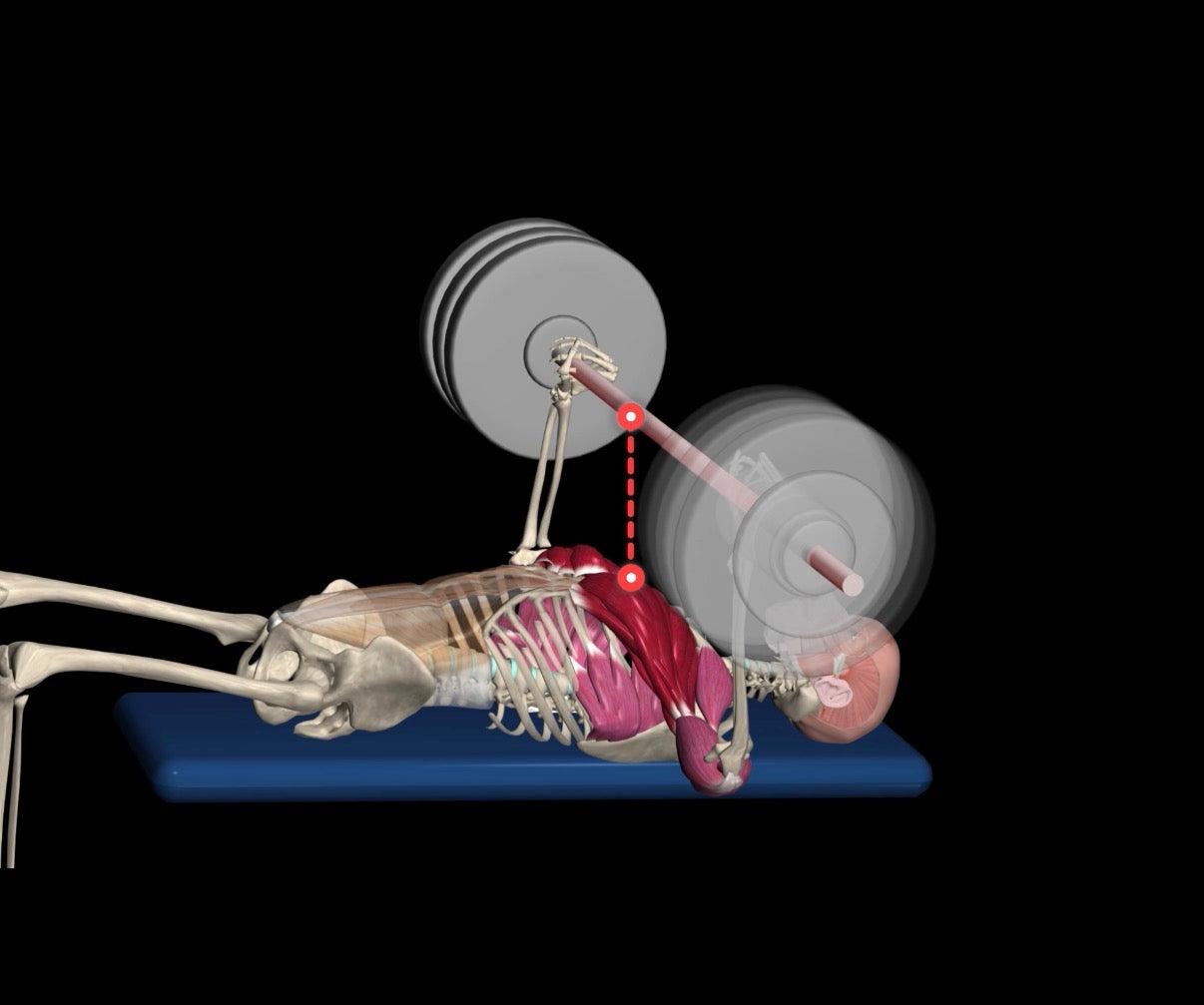 Anatomical bench-press illustration with a red dashed marker near the bar and upper chest; the marker is illustrative, not a measured distance.