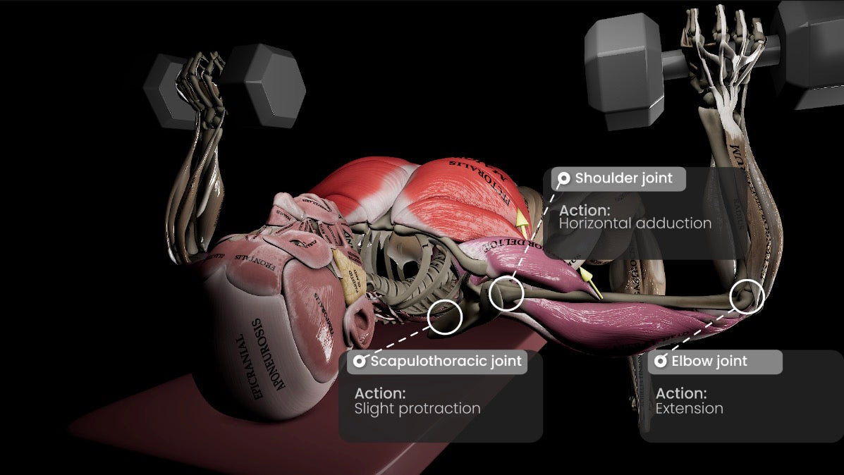 Dumbbell press anatomy identifying the shoulder joint, scapulothoracic articulation and elbow joint. The source labels horizontal adduction, slight protraction and elbow extension.