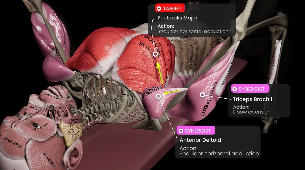 Anatomical press illustration identifying pectoralis major, anterior deltoid and triceps brachii, with shoulder horizontal adduction and elbow extension labels.